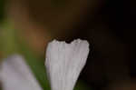 Sticky catchfly